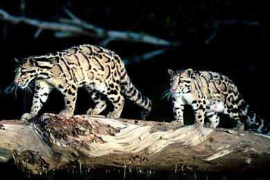 Download Wp Balance Wallpapers 1280x1024