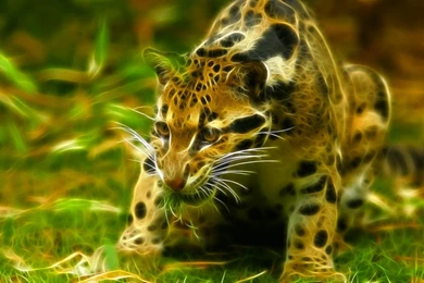 27 Fractal Ocelot Wild Cat Animal HD Wallpapers 418 :: Wild Cat Hd ...