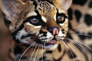 Jaguatirica Brazilian Ocelot Wallpapers   (