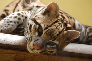 Download Wallpapers 3840x2160 Ocelot, Wild Cat, Predator, Face, Cat ...