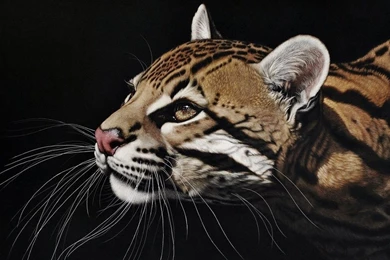 SuperHD.pics: Ocelot Mustache Head Eyes Desktop Bakcgrounds