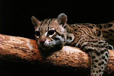 Ocelots   DeviantArt