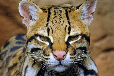 Ocelot Kitten   Wallpaper.