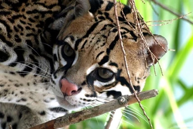 Ocelot *** Wallpapers