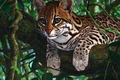 Ocelot For Sale   Wallpaper.