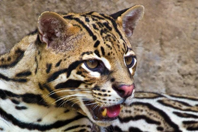 Ocelot Guatemala Animal Wallpapers