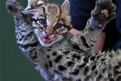 Baby Ocelot Kittens   Wallpaper.