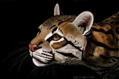 Ocelot By Icakeyyy On DeviantArt