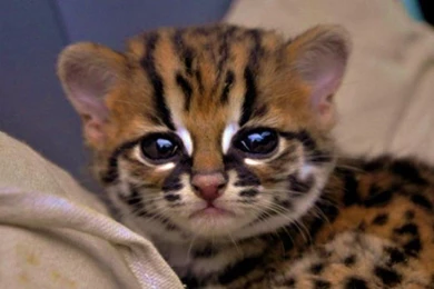 Baby Ocelot   (