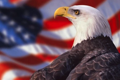 My Favorite Patriotic Pictures A Gallery On Flickr