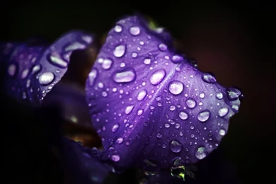 Fashion Accessory Style: Best HD Natural Wallpapers Ever   High ...