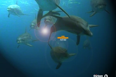 Song Of The Earth   The Dominican Republic Wallpapers (727174)   Fanpop