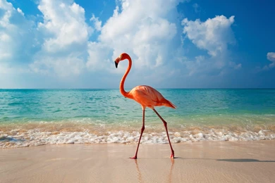 Wallpapers Wave, Ocean, Flamingo, Sun, Bayahibe, Dominican Republic ...
