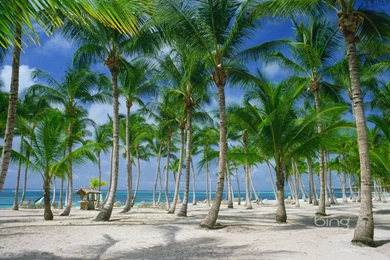 Palm Trees On The Beach In Punta Cana Dominican Republic ...