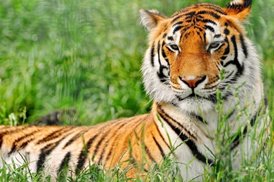 Animal Wallpapers Download 1920x1440