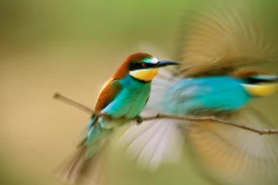 Baby Animal Wallpapers Free Download