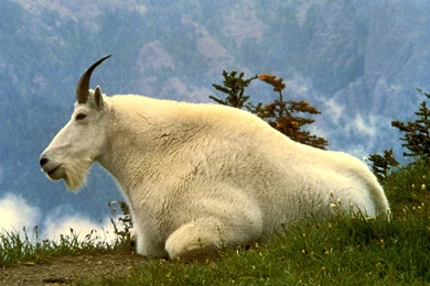 Free Goat Wallpapers Download   Animals Town