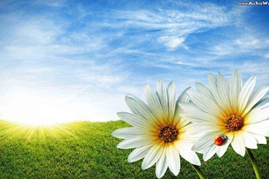 Desktop Nature Wallpapers Flower 3d Hd Pictures.