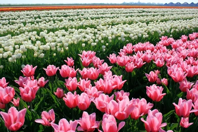 Beautiful, Field, Flowers, Nature, Pink Tulip, White Tulips Image ...