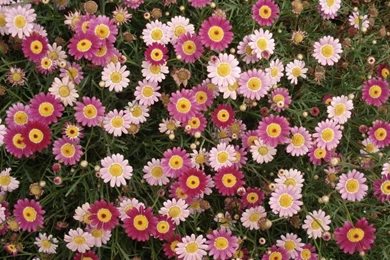 Nature,flowers Nature Flowers Photography 2816x2112 Wallpapers ...