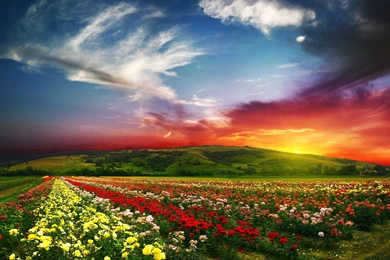 Flowers Nature Field