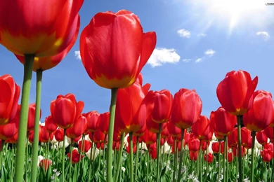 Flowers: Lovely Red Tulips Flowers Nature Wallpapers For Desktop ...
