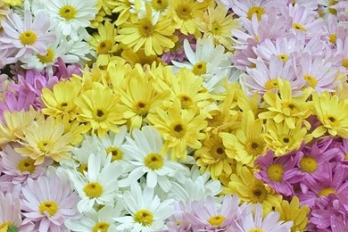 1080x1920 Daisy Flower Nature Wallpapers HD