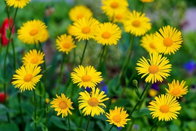 Nature Flowers 3739×2700 Wallpapers 2169690