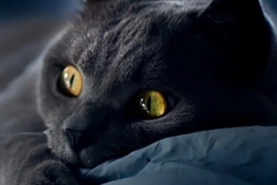 Dreamy Cat HD Desktop Wallpapers : Widescreen : High Definition ...