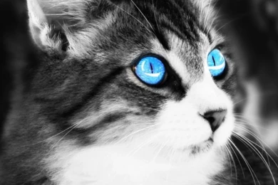 Black And White Cat Mobile Wallpapers   Mobiles Wall