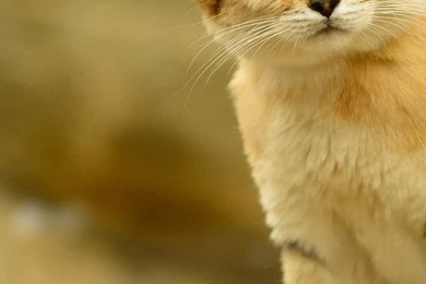 Cats Animals Sand Cat Wallpapers