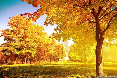 Autumn Tree Wallpapers