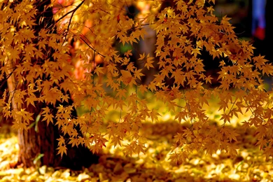 YELLOW AUTUMN TREE   Online Wallpapers HD