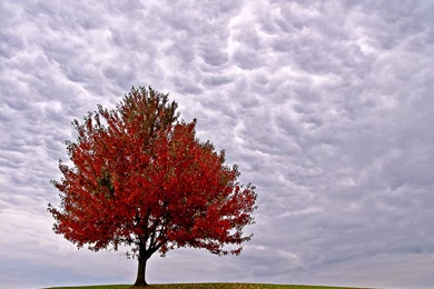 Red Autumn Trees