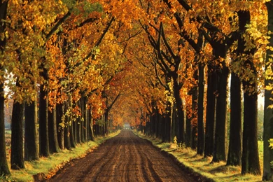Backgrounds, Holland, Autumn, Tree, Lined (