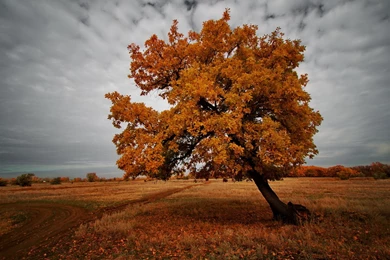 Field In Autumn Tree Uhd Wallpapers   Ultra High Definition ...