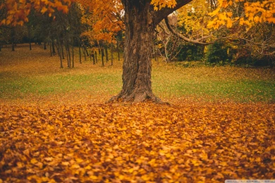 Autumn Tree HD Desktop Wallpapers : Widescreen : High Definition ...