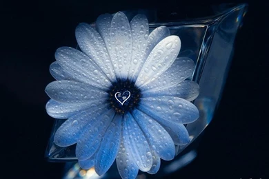 Amazing 3D Flower Wallpapers Desktop