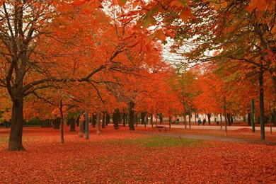 Beautiful Autumn Trees Wallpapers