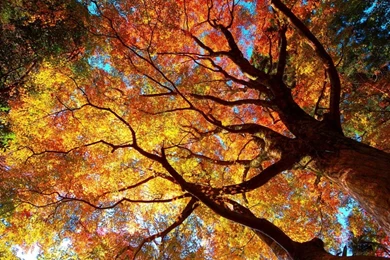 Top Autumn Tree Wallpapers Wallpapers