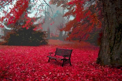 1680x1050 Red Autumn Carpet Bench Tree Desktop PC And Mac Wallpapers