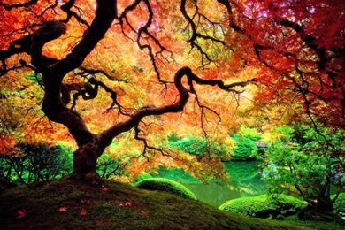 Autumn Tree HD Wallpapers For Android   Android Live Wallpapers ...