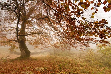 Forest Fog Autumn Tree Wallpapers