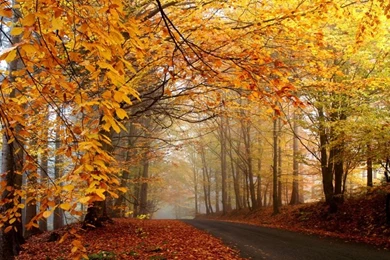 Trees,autumn Trees Autumn Yellow Roads 1920x1200 Wallpapers – Tree ...