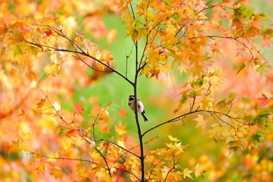 Autumn Tree Pretty Bird >> HD Wallpaper, Get It Now!