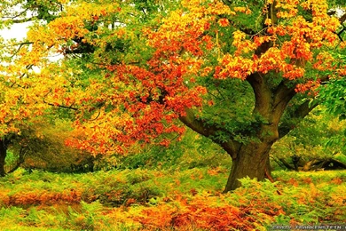 Autumn Trees Wallpapers   Seasonal   Crazy Frankenstein