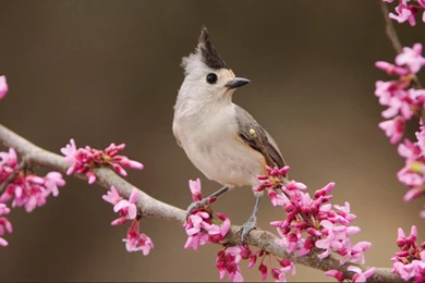 Free Wallpapers For Desktop Download 3.jpg