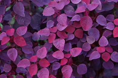 Bing Plant Wallpaper, HD Wallpapers Downloads