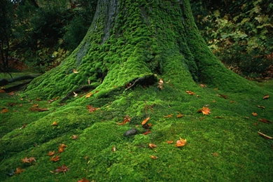 Red Tree Desktop Wallpapers