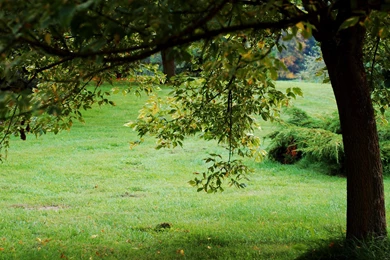 Green Tree Wallpapers HD : Nature Wallpapers   Rakaruan.com